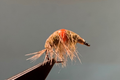 Gammarus ###