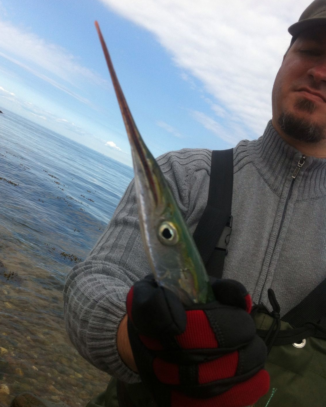 Schwebegarnele "Die Halbe"