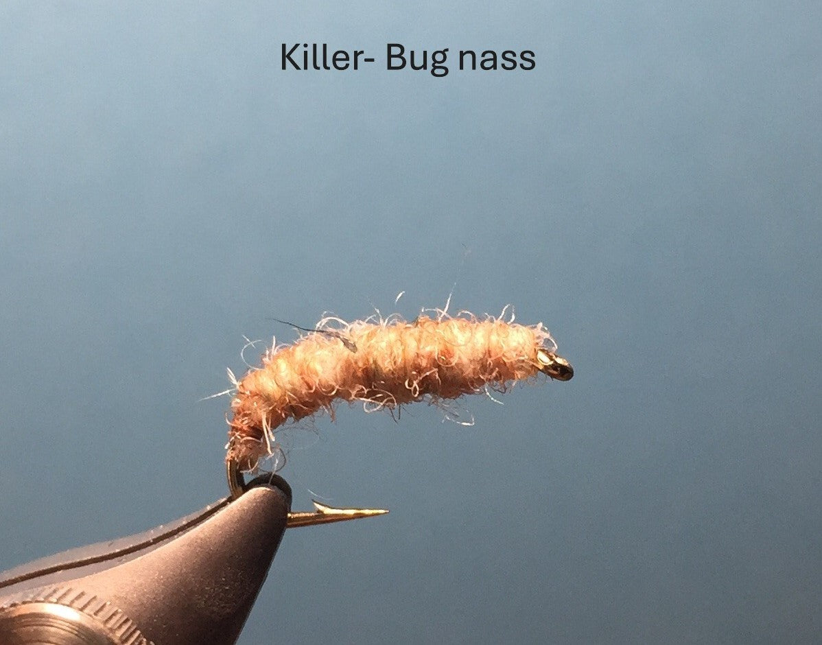 Nymph - Assassin Bug