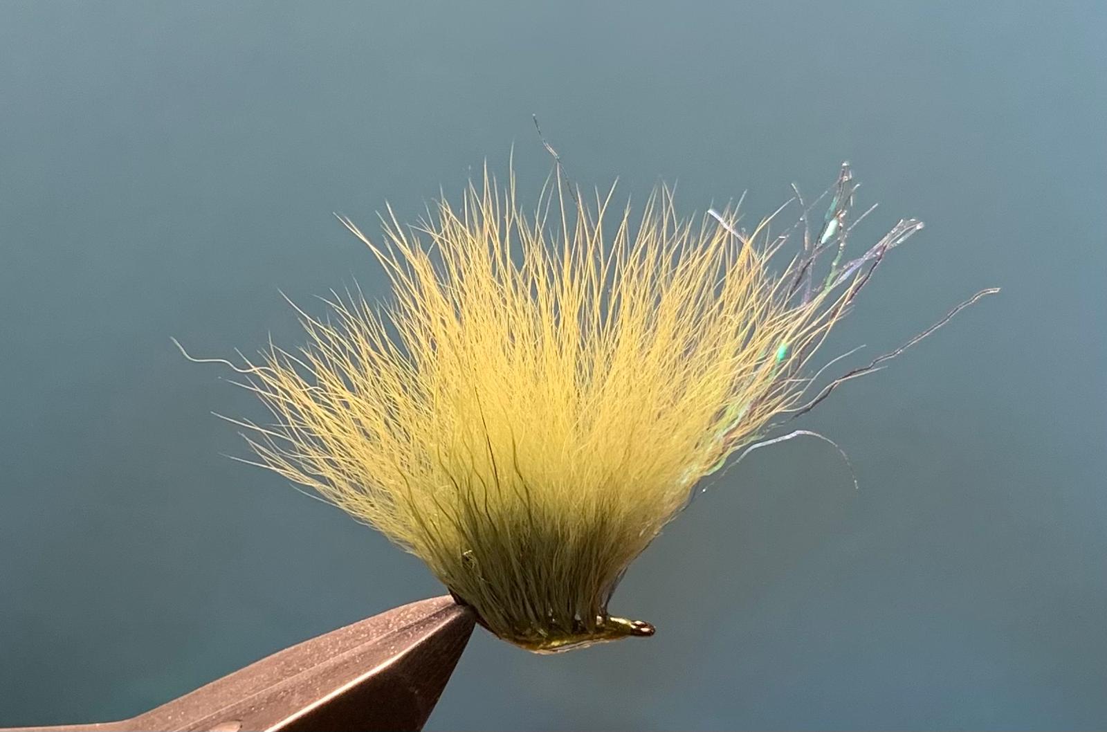 Kelp fly - Arctic fox
