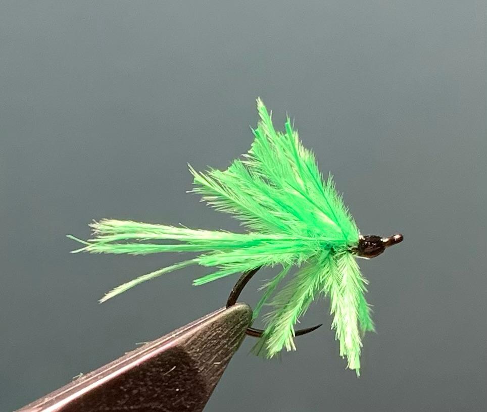 Seaweed Fly - Struthionidae