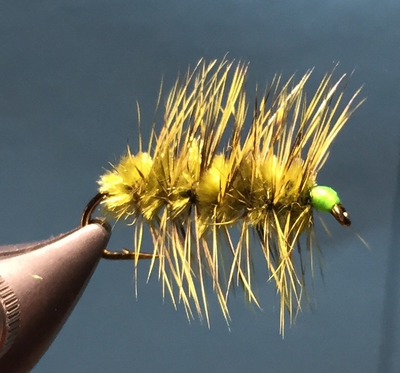 Wooly Worm